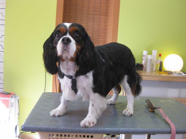 Charlie, Cav. King Charles Spaniel